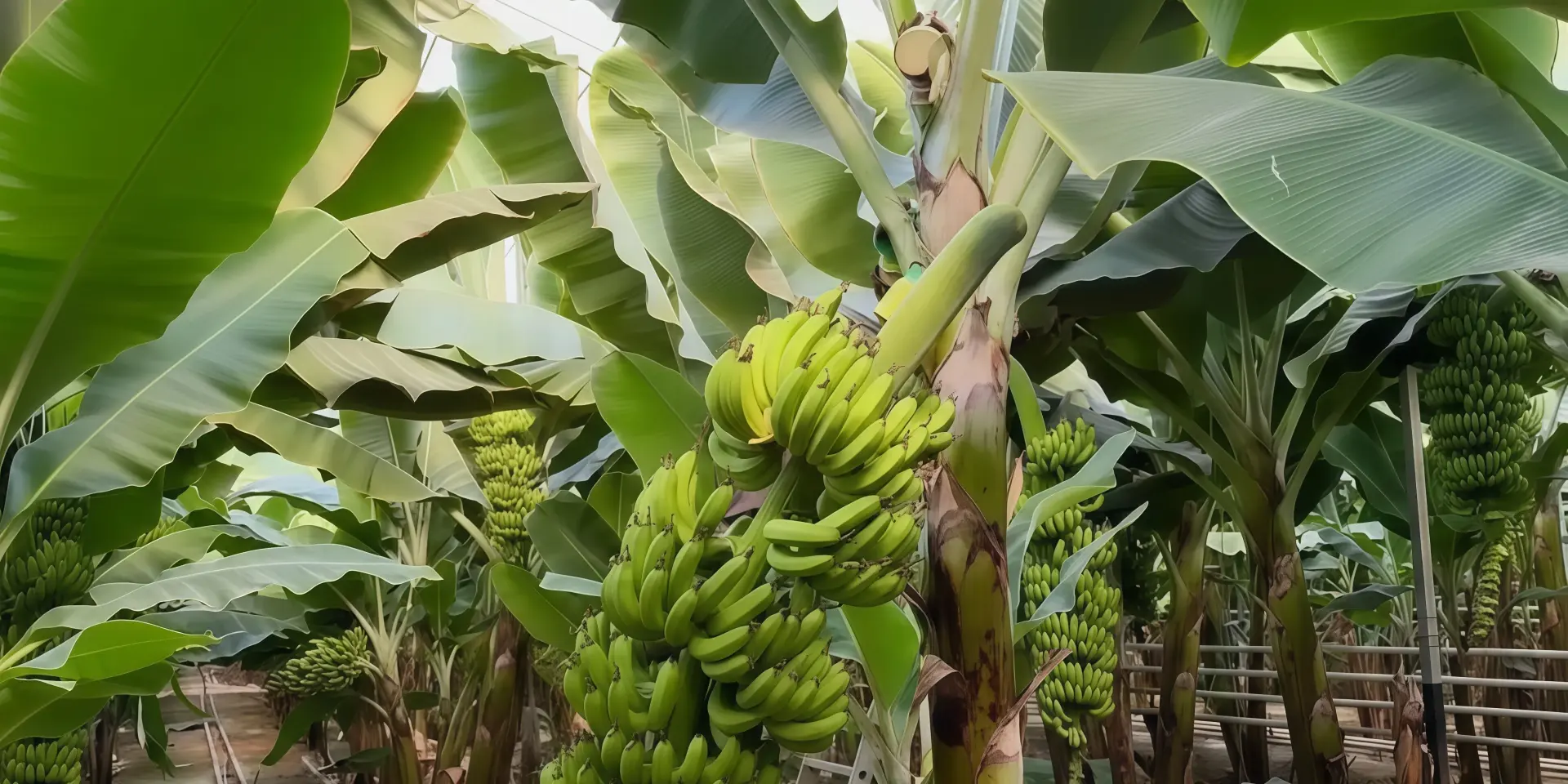 Банановая ферма в Рожнах – необычное место на выходные